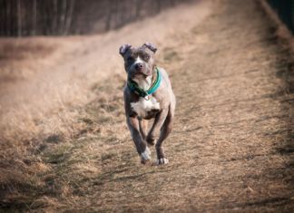 Frauen von Hund gebissen