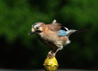 Schüsse im Wohngebiet: Gefährdung der Körperlichen Sicherheit