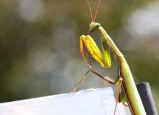Besuch der Gottesanbeterin