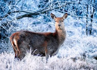 Appell und Bitte an alle Outdoor Fans – Rücksicht auf Wild nehmen