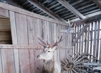 Landwirte mit Herz gaben Hirsch eine Herberge im Stall