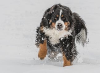 Streit wegen freilaufendem Hund: 72- jähriger Mann bei Schlägerei verletzt