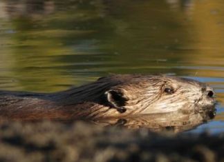 Kärnten beschließt erstmalig Biber-Verordnung