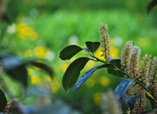 Gartenarbeit im Frühjahr: Die wichtigsten Aufgaben