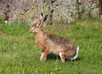Mehr als 500 Hasen wurden in Kärnten im Vorjahr Opfer des Straßenverkehrs