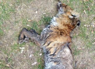 Fuchsräude – Eine Gefahr für Hund und Mensch