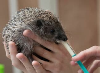 Glückliche Igel in St. Daniel