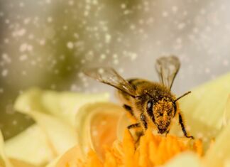 Gräser-Pollen im Anflug: Höhepunkt wird Mitte Mai erreicht