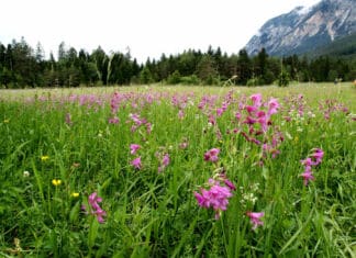 Umweltschutz und „lost places“