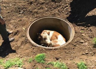Tier- und Fahrzeugbergung