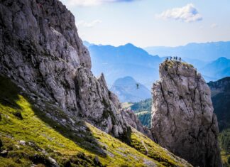 Blütezeit der seltenen Wulfenia hat begonnen!