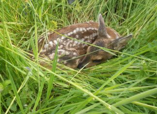 Wirbel um FPÖ-Antrag zum Einsatz von Drohnen zur Rehkitzrettung