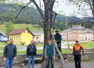 Baumpflegemaßnahmen im Tal