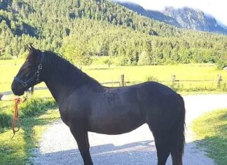 Nach Diebstahl der 2-jährigen Noriker Rappstute bittet die Polizei um Mithilfe