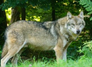 Schon wieder: Rund 20 Schafe am Hochrindl getötet und verletzt