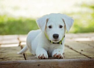 Den richtigen Hund für die Familie finden