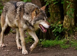Wölfe gesichtet: Tote und vermisste Schafe sorgen für Aufregung im Gailtal