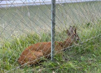 In Kraftwerkskanal gestürzt: Junger Mann rettete Reh das Leben