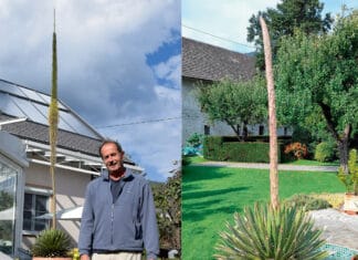Wenn die Agave blüht…