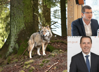 Nach Wolf-Sichtung: Abschuss-Erlaubnis wird geprüft