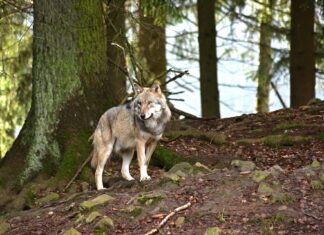 Wolfsrisse im Gailtal: Abschussgenehmigung ausgeweitet