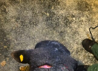 Der Wolf wütet in Kärnten weiter!