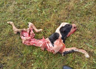 Möglicher Wolfsriss? Bauer fand zwei neugeborene Kälbchen getötet auf