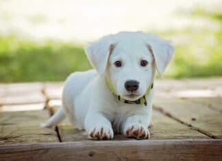 Halten und Ernähren des geeigneten Hundes