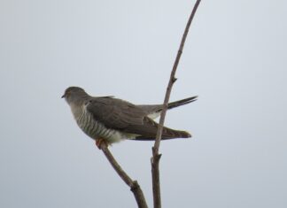Kuckuck kommt dieses Jahr schon früher nach Kärnten