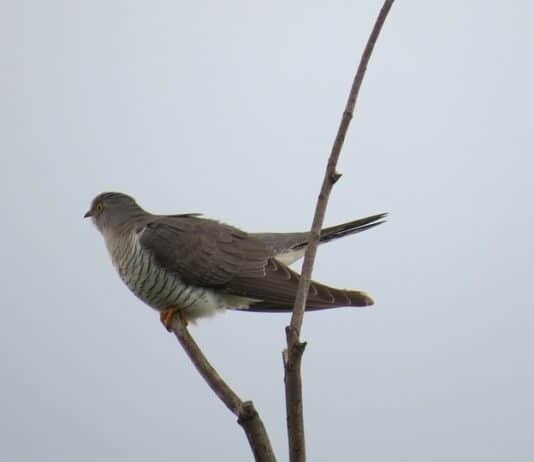 Kuckuck kommt dieses Jahr schon früher nach Kärnten