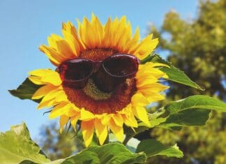 Frühlingswetter in Kärnten: Knacken wir die 20-Grad-Marke?