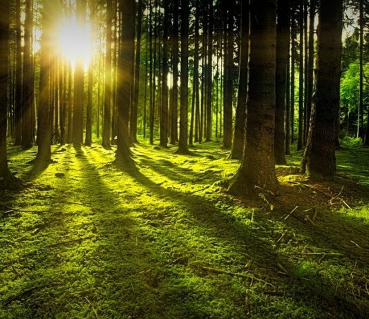 650 Hektar Wald werden heuer in Kärnten aufgeforstet