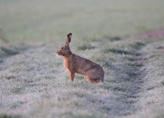 Über 500 Hasen kommen jährlich auf Kärntens Straßen unter die Räder