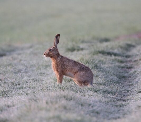 Über 500 Hasen kommen jährlich auf Kärntens Straßen unter die Räder