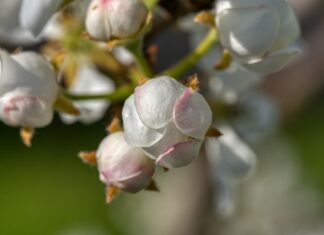 Achtung! Diese Schädlinge befallen derzeit eure Obstbäume