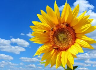 Tag der Sonne in Kötschach-Mauthen