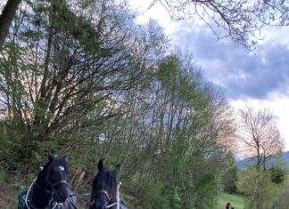 Maibaum Thörl-Maglern