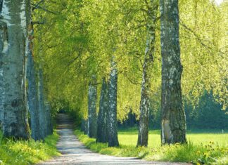 Spektakuläres Baumblühen