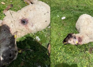 Wieder Wolfsrisse im Gailtal: Vier Schafe tot, mehrere vermisst!