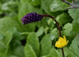 Wenn die Wulfenia blüht…