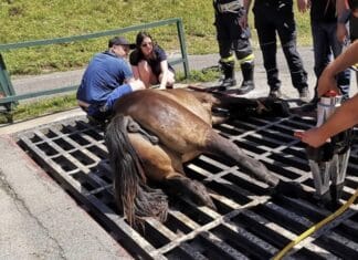Pferderettung auf der Egger Alm