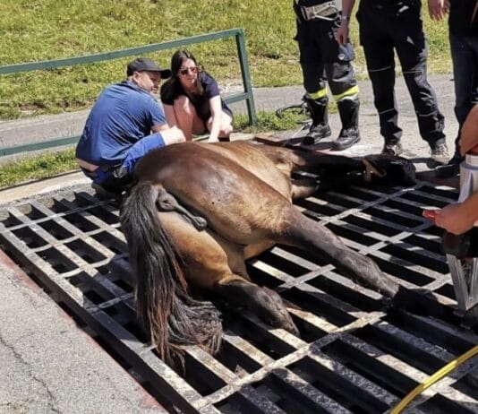 Pferderettung auf der Egger Alm