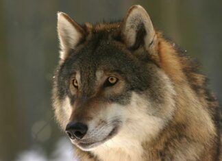 Hat der Wolf in Steinfeld erneut fünf Schafe gerissen?