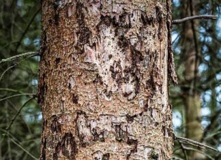 Dramatische Borkenkäfersituation in Oberkärnten