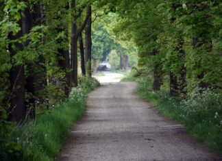 Budget verdoppelt: Halbe Million Euro für Kärntens Almwege