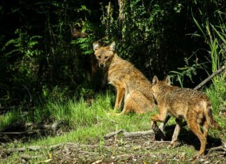 Kärnten: Goldschakal darf jetzt bejagt werden