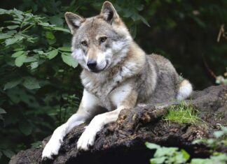 Wolfsjagd: Jetzt dürfen Kärntner Jäger Nachtsichtgeräte einsetzen