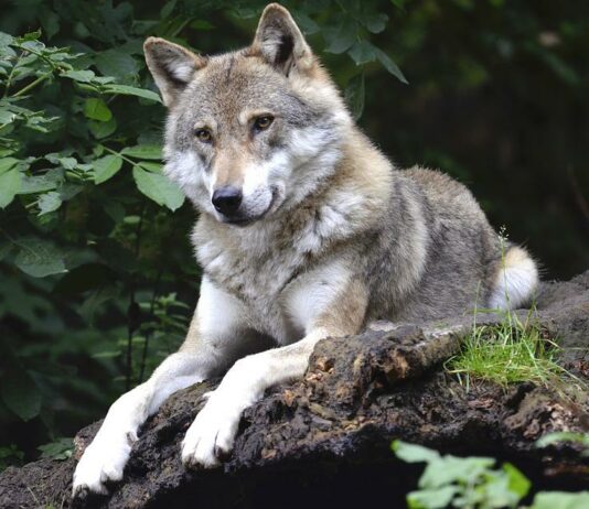 Wolfsjagd: Jetzt dürfen Kärntner Jäger Nachtsichtgeräte einsetzen