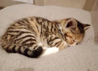 Katze in Motorraum eingeschlossen