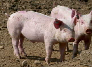 Nutztierbestände gehen zurück: Weniger Rinder und Schweine